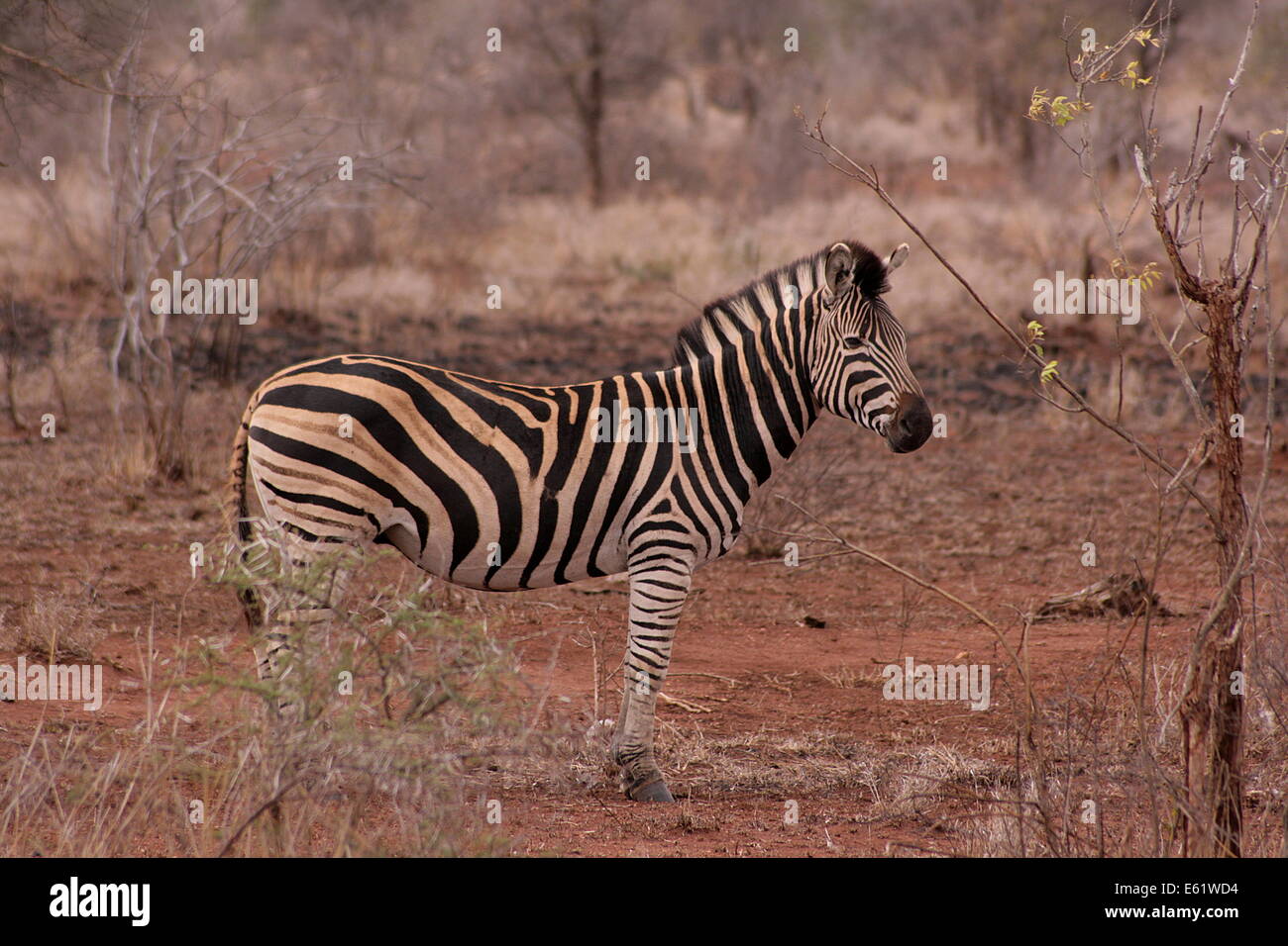 Ein einsamer Burchell's Zebra wartet auf uns unser Umzug in den Krüger National Park, Südafrika zu machen. Stockfoto