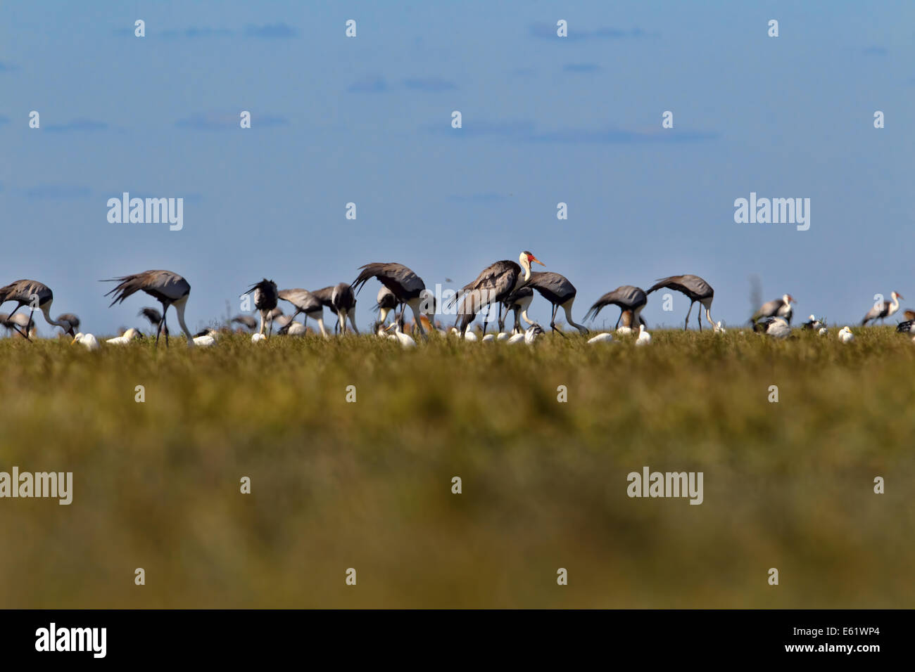 Bangweulu, Sambia, ist ein großartiger Ort, um seltene Flecht-Krane finden Stockfoto
