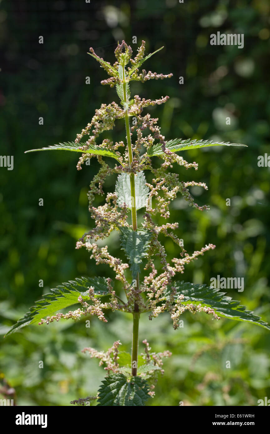 Brennnessel (Urtica Dioica). Stamm mit Blättern und männlichen Blüten. Männliche Blüten Projekt, seitwärts, nach außen, vom Stamm. Stockfoto