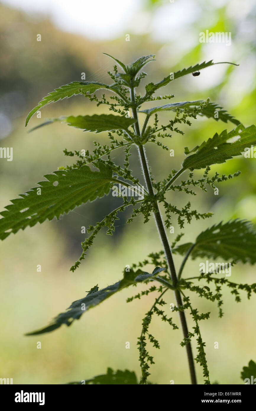 Brennnessel (Urtica Dioica). Stängel mit Blättern und weibliche Blüten, die in der Regel nach unten baumeln. Stockfoto