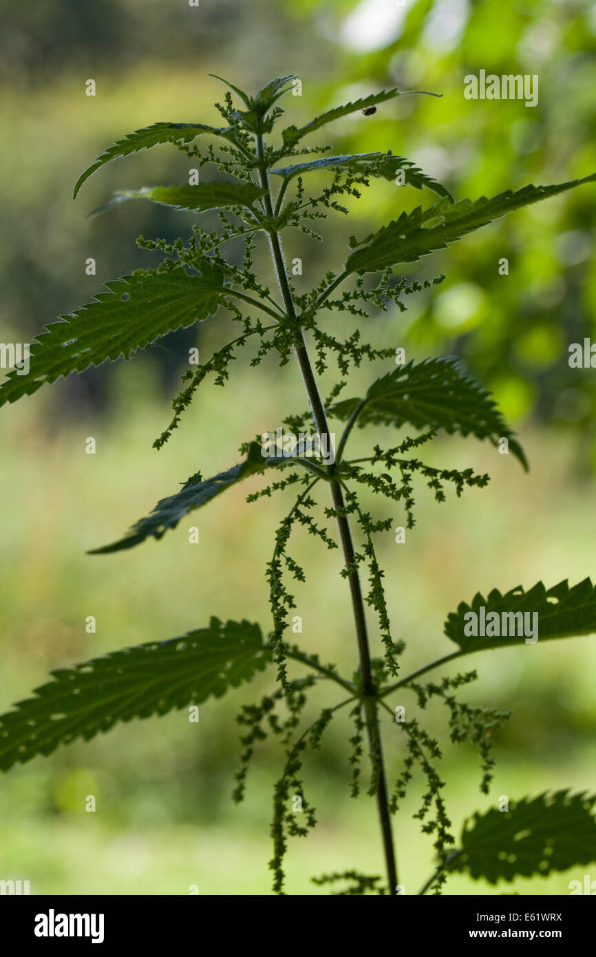 Brennnessel (Urtica Dioica). Stängel mit Blättern und weibliche Blüten, die in der Regel nach unten baumeln. Stockfoto