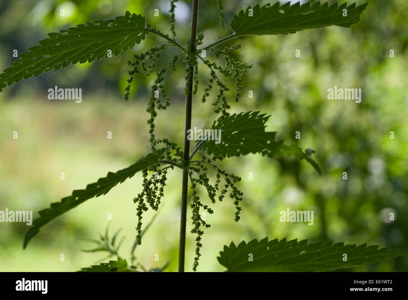 Brennnessel (Urtica Dioica). Stängel mit Blättern und weibliche Blüten, die in der Regel nach unten baumeln. Stockfoto