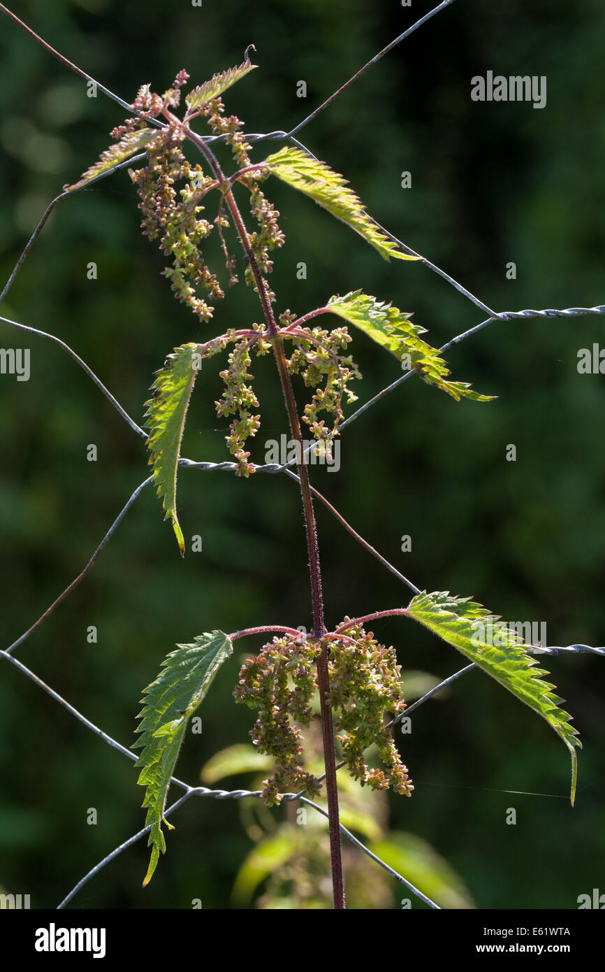 Brennnessel (Urtica Dioica). Stängel mit Blättern und weibliche Blüten, die in der Regel nach unten baumeln. Neben Maschendraht. Stockfoto