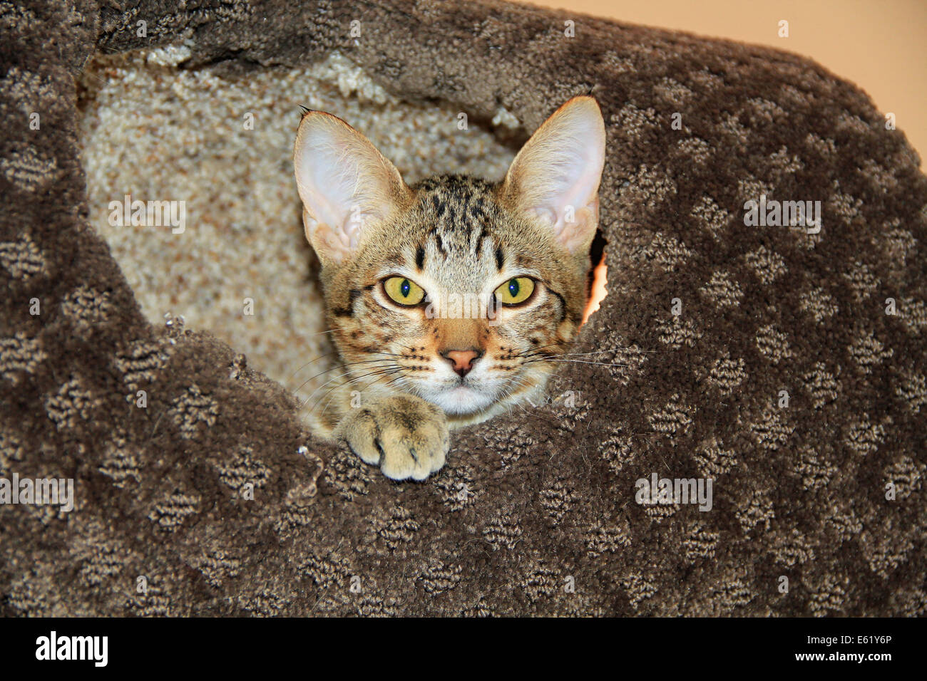 Inländische Serval Savannah Kitten Stockfoto