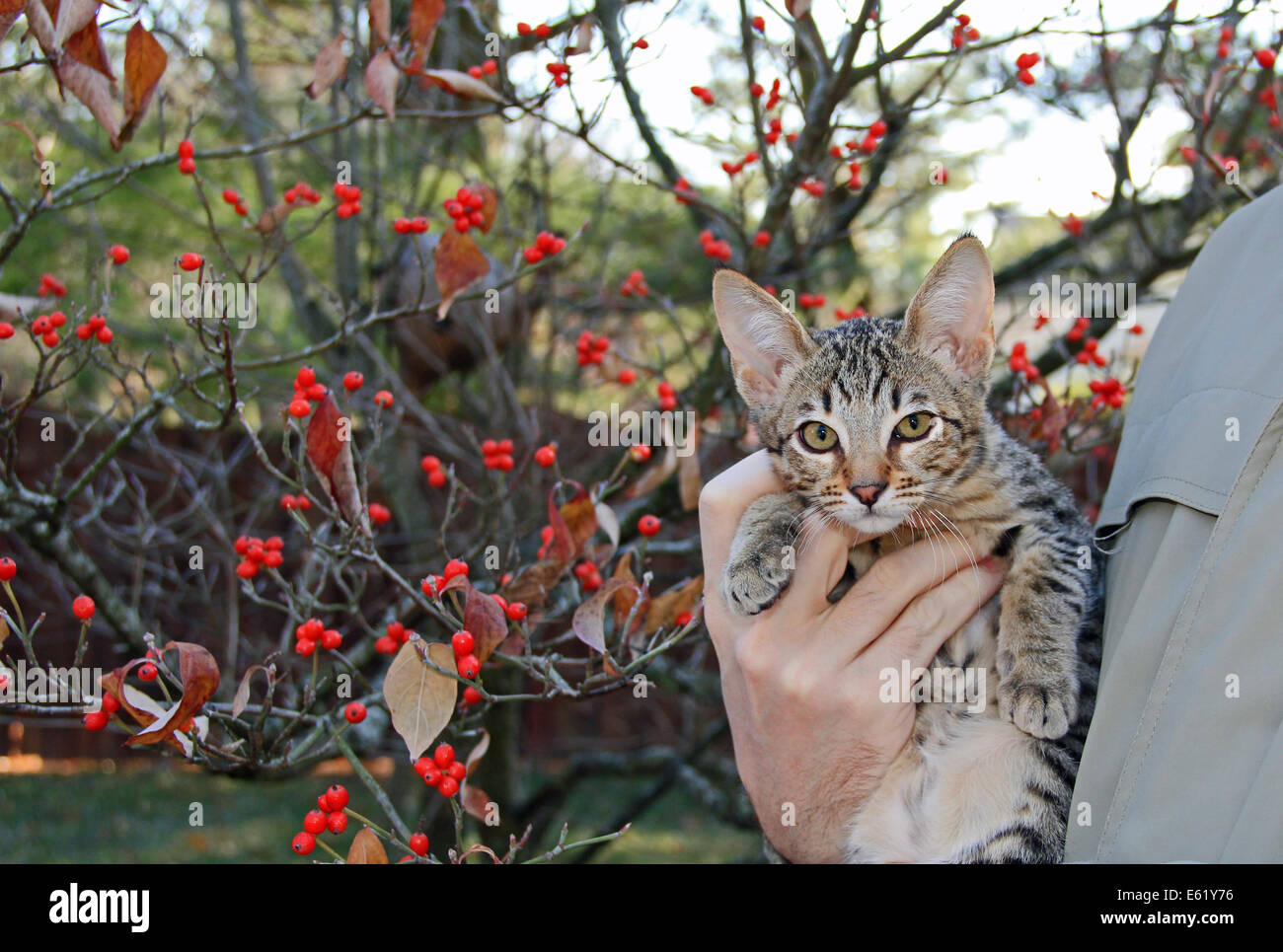 Inländische Serval Savannah Kitten Stockfoto