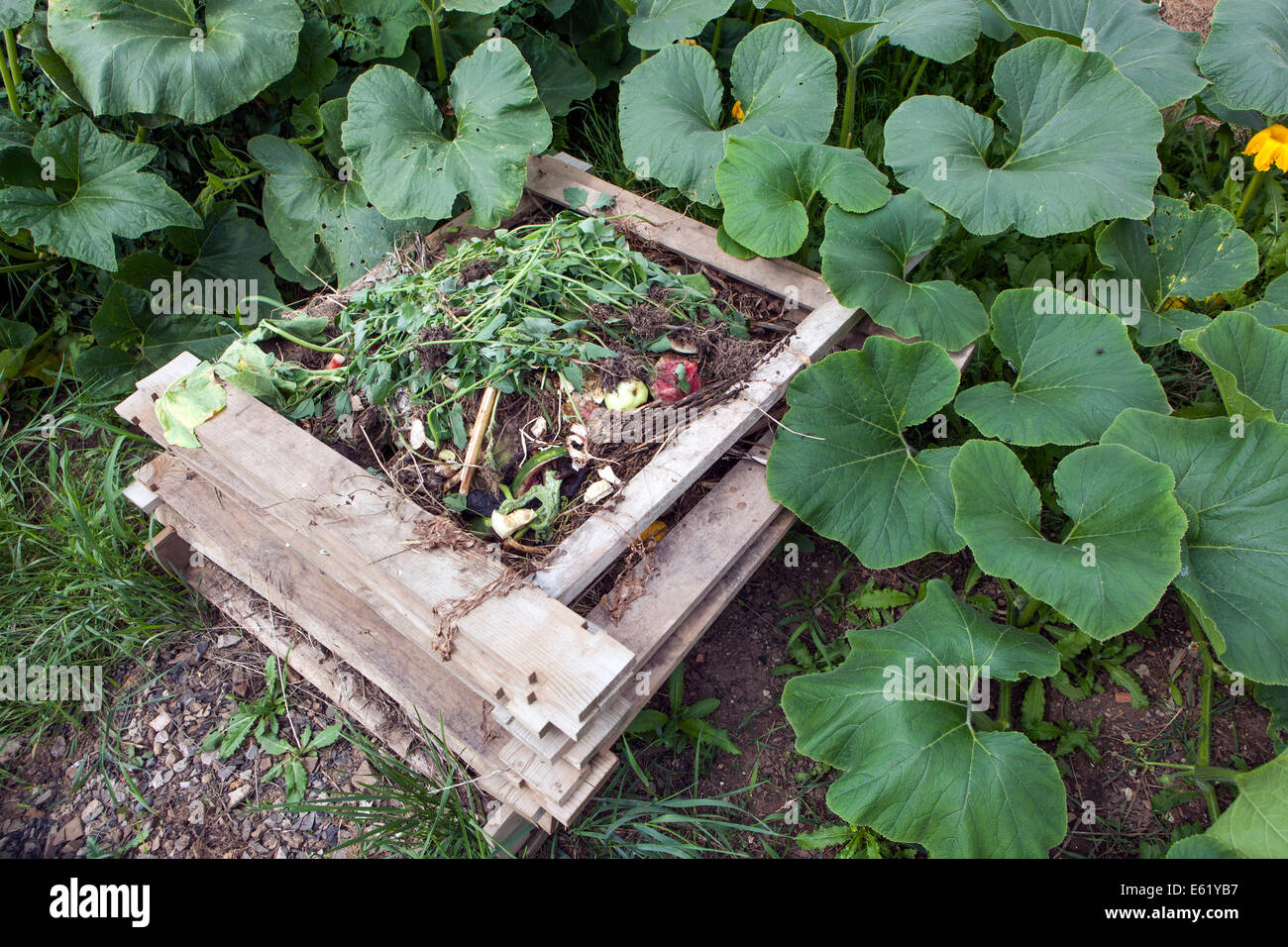 Garten Komposthaufen mit Pflanze Kürbisse Stockfoto