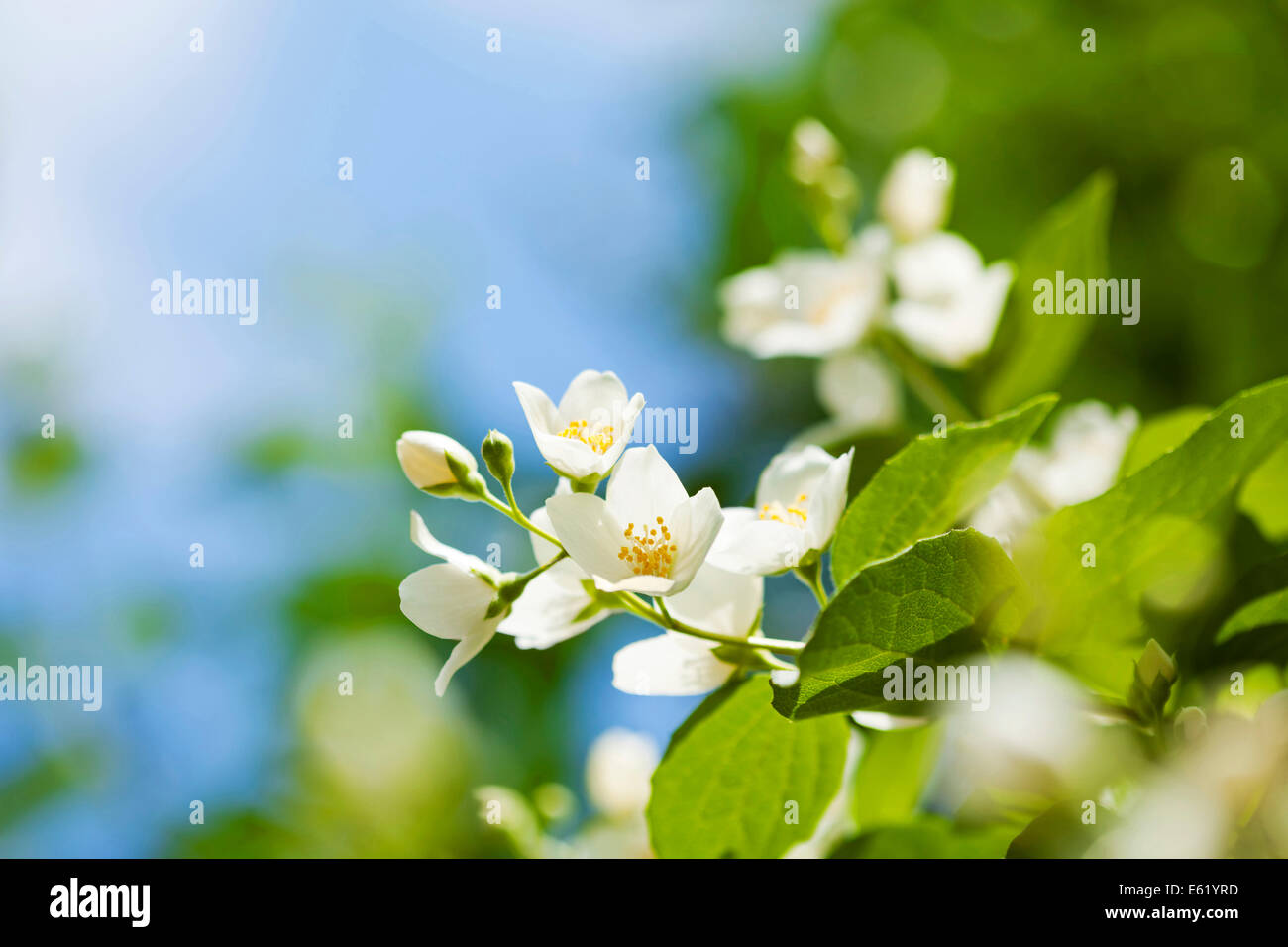 Schönen frischen Jasminblüten in den Garten, Makro-Fotografie Stockfoto