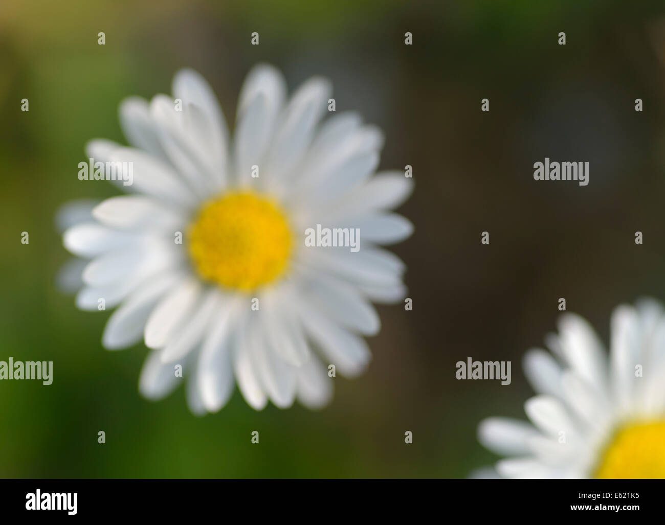 Gänseblümchen. Aufnahme auf der Insel Texel, Niederlande Stockfoto