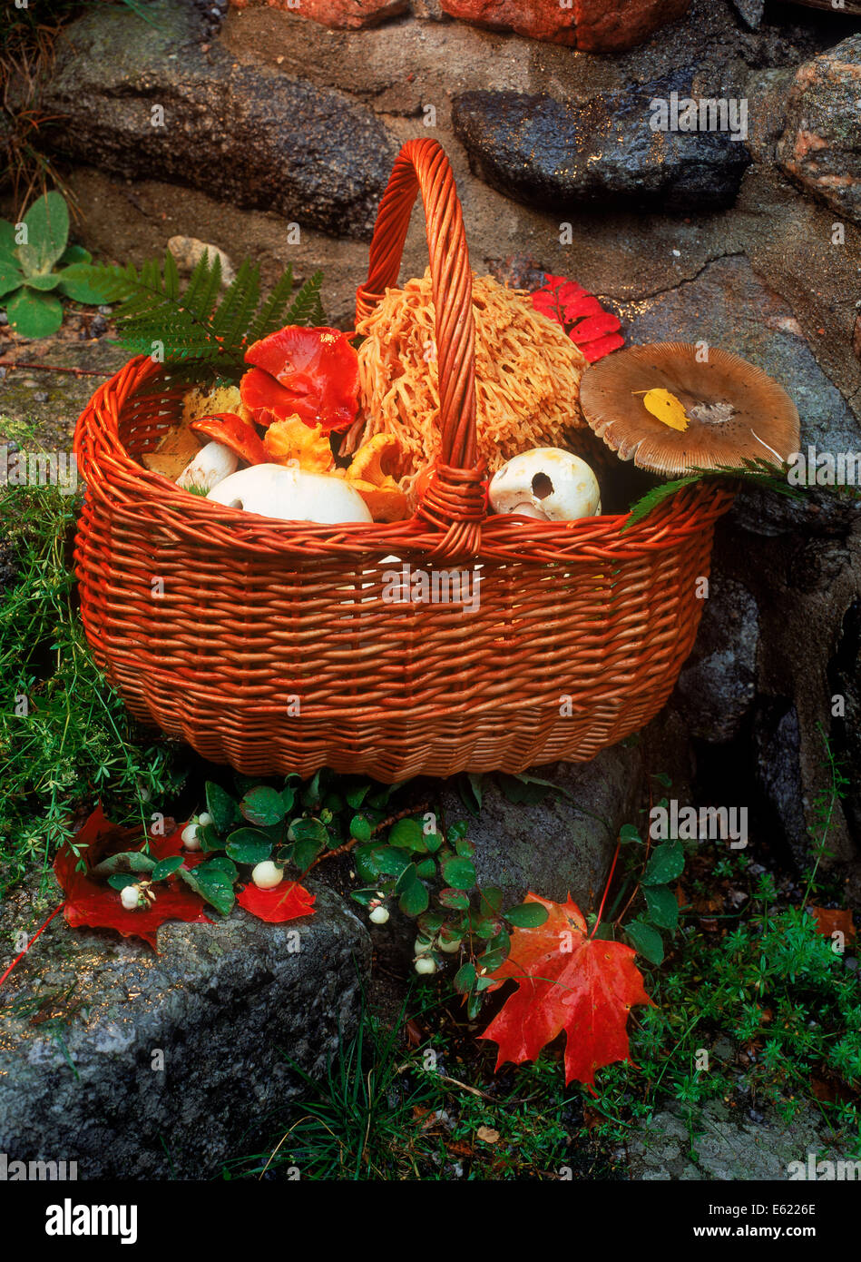 Korb mit frisch gepflückten Pilze und Pilze in Schweden Stockfoto