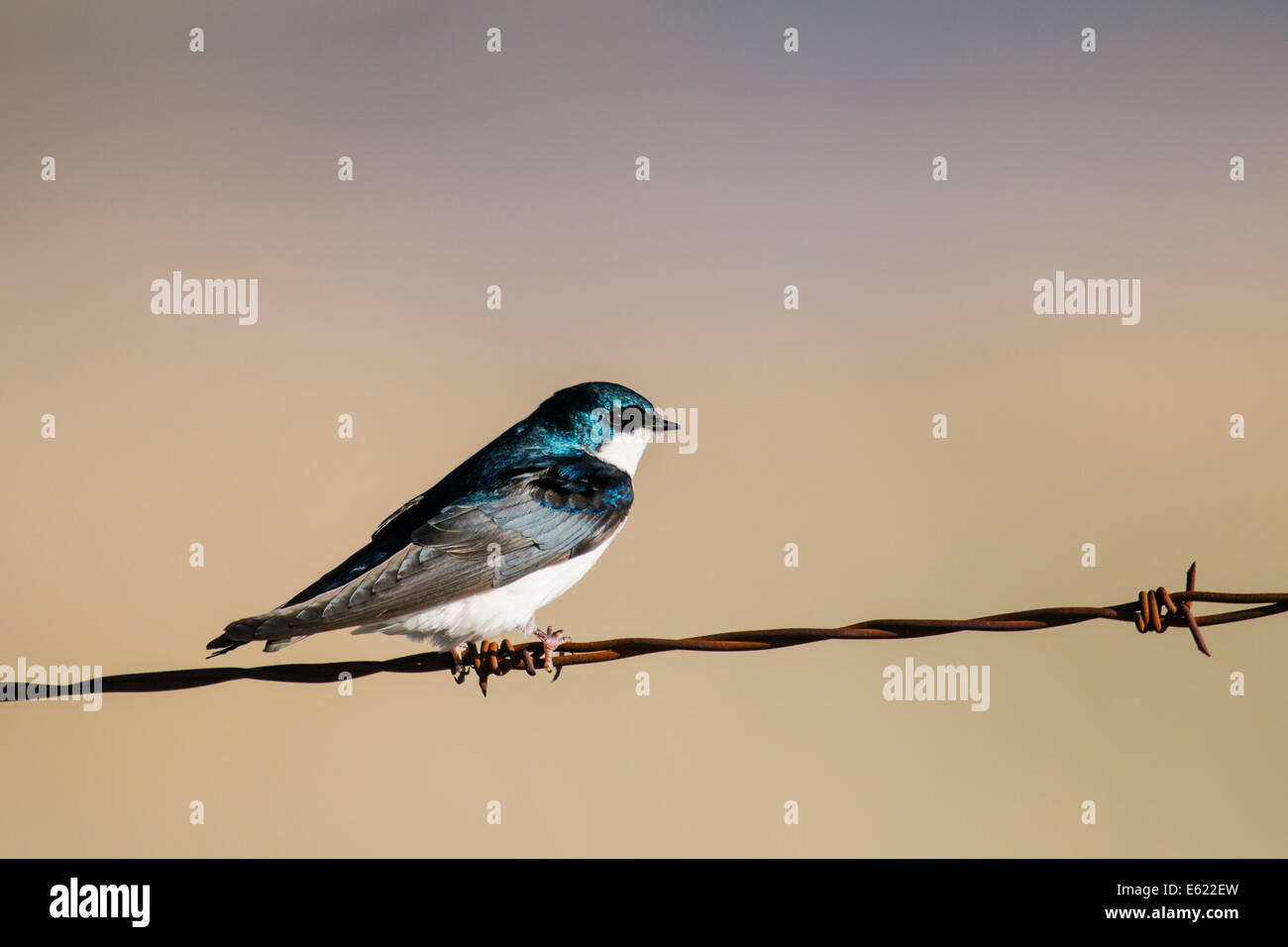 Baum-Schwalbe auf einen Stacheldrahtzaun Stockfoto