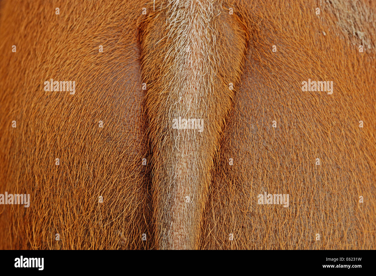 Red River Hog oder afrikanischen Buschschwein (Potamochoerus Porcus Pictus), tail Stockfoto