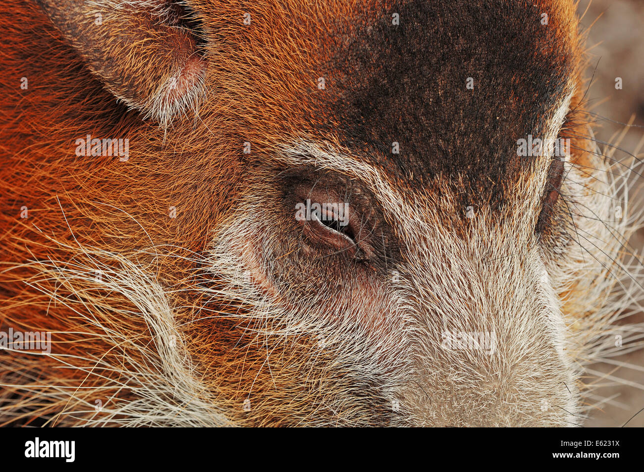 Red River Hog oder afrikanischen Buschschwein (Potamochoerus Porcus Pictus) Stockfoto