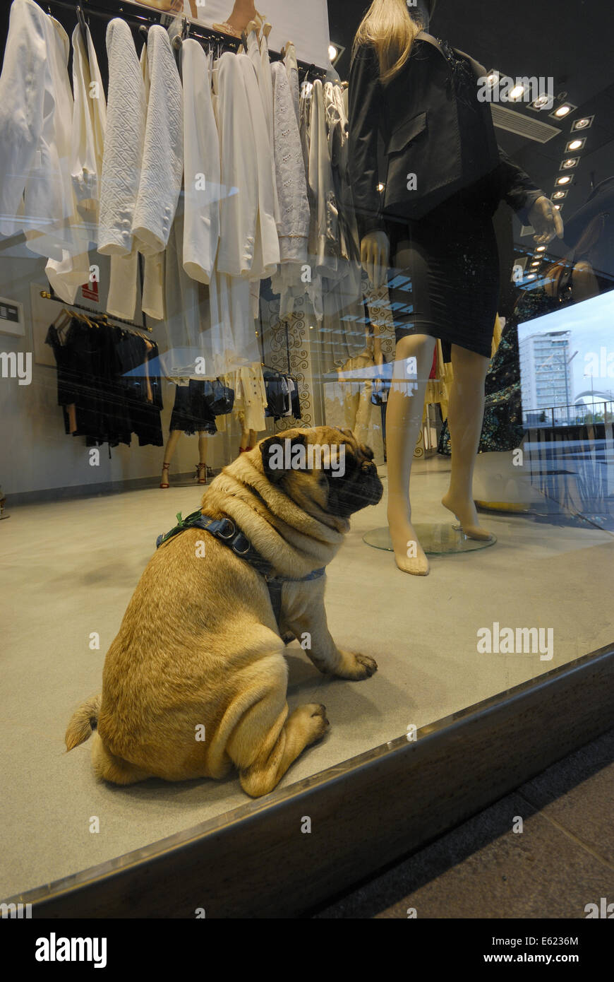 Mops Hund (Zugehörigkeit zu speichern Besitzer) im Bekleidungsgeschäft sitzen in Anzeige Fenster, Valencia, Spanien Stockfoto