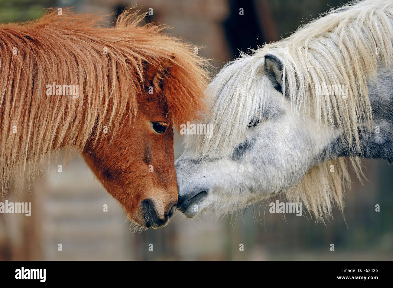 Shetland-Pony (Equus Ferus Caballus), North Rhine-Westphalia, Deutschland Stockfoto