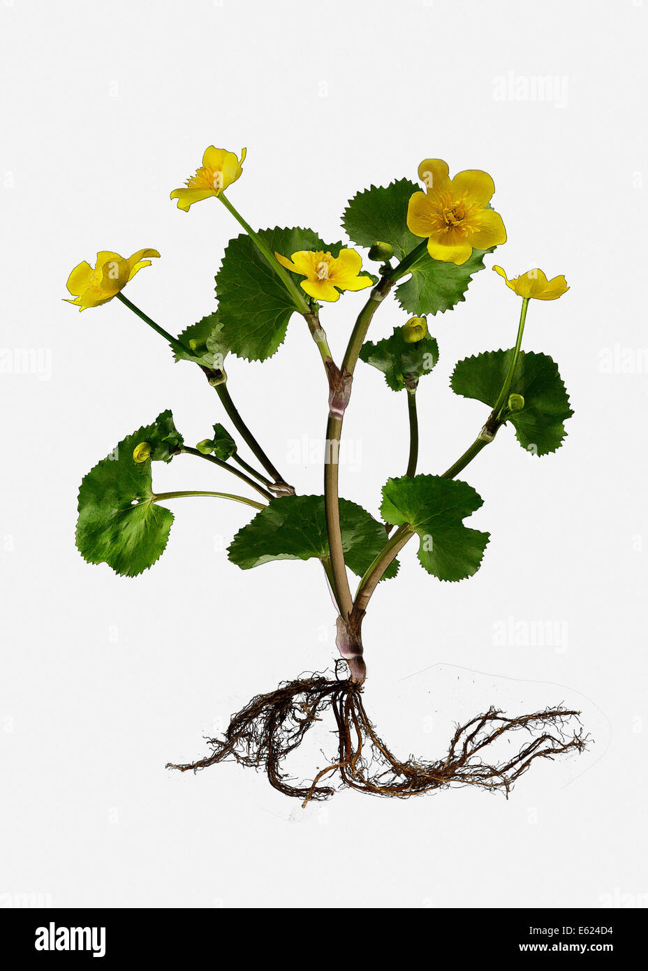Marsh Marigold oder Sumpfdotterblumen (Caltha Palustris), Illustration Stockfoto