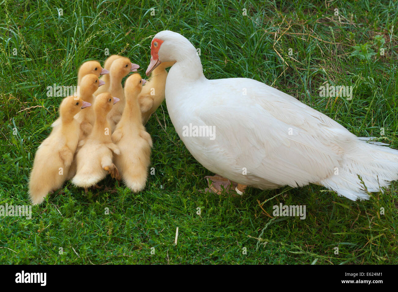 Barbarie-Ente (Cairina Moschata) mit ihrem Entenküken, Franken, Bayern ...