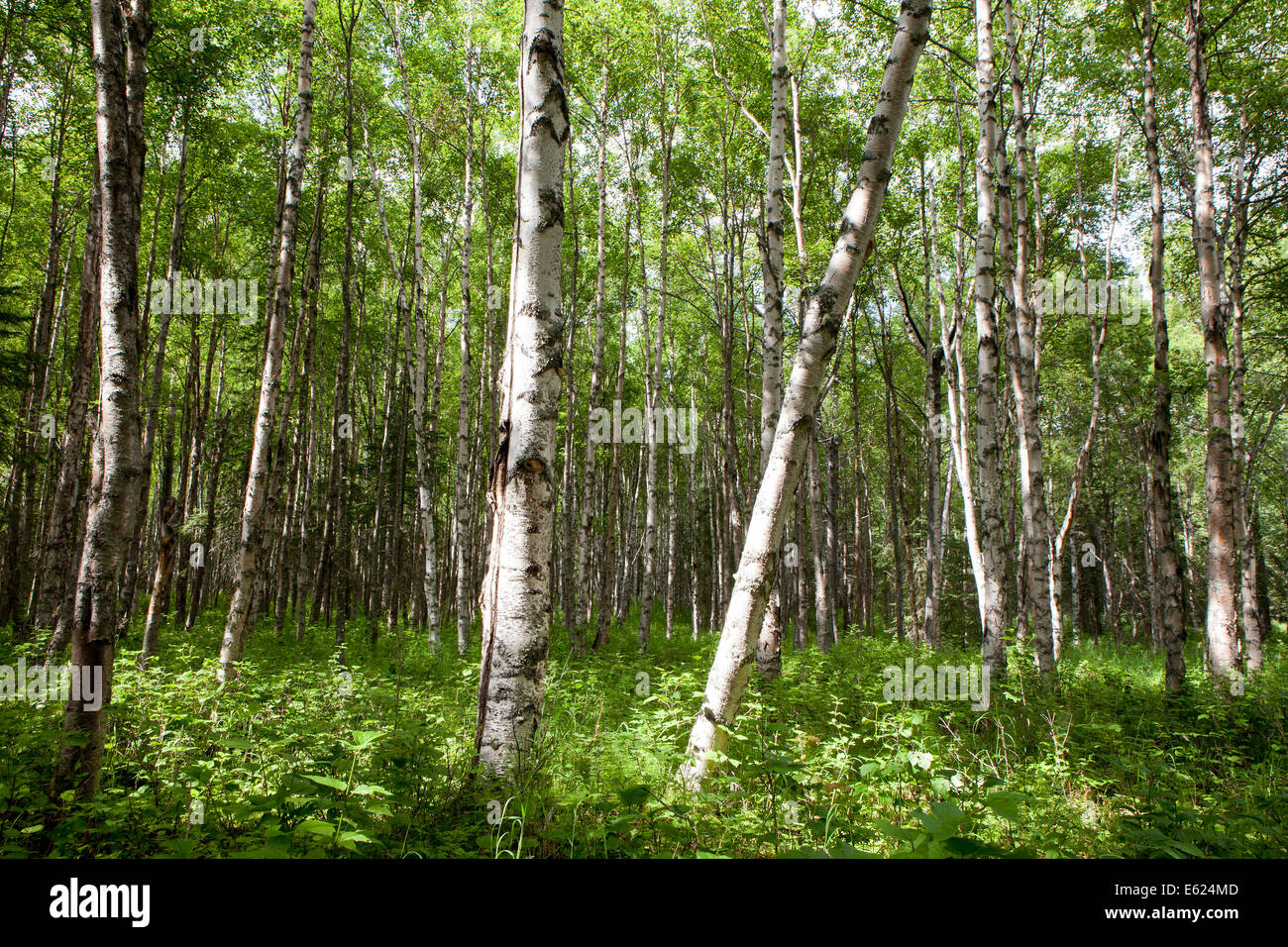 Birke Forest, Alaska, Vereinigte Staaten von Amerika Stockfoto