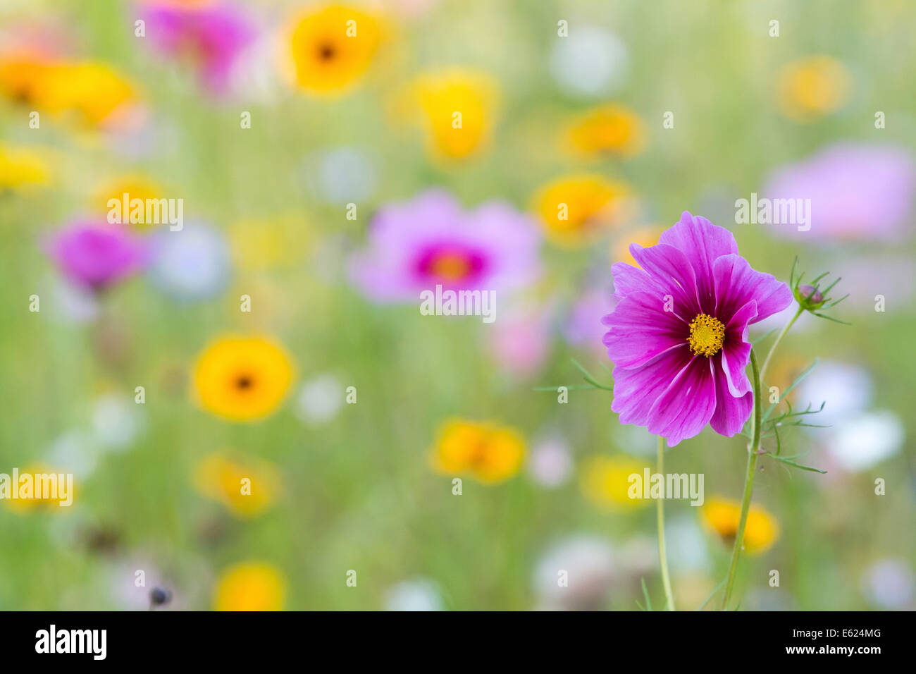 Sommerblumen Stockfoto