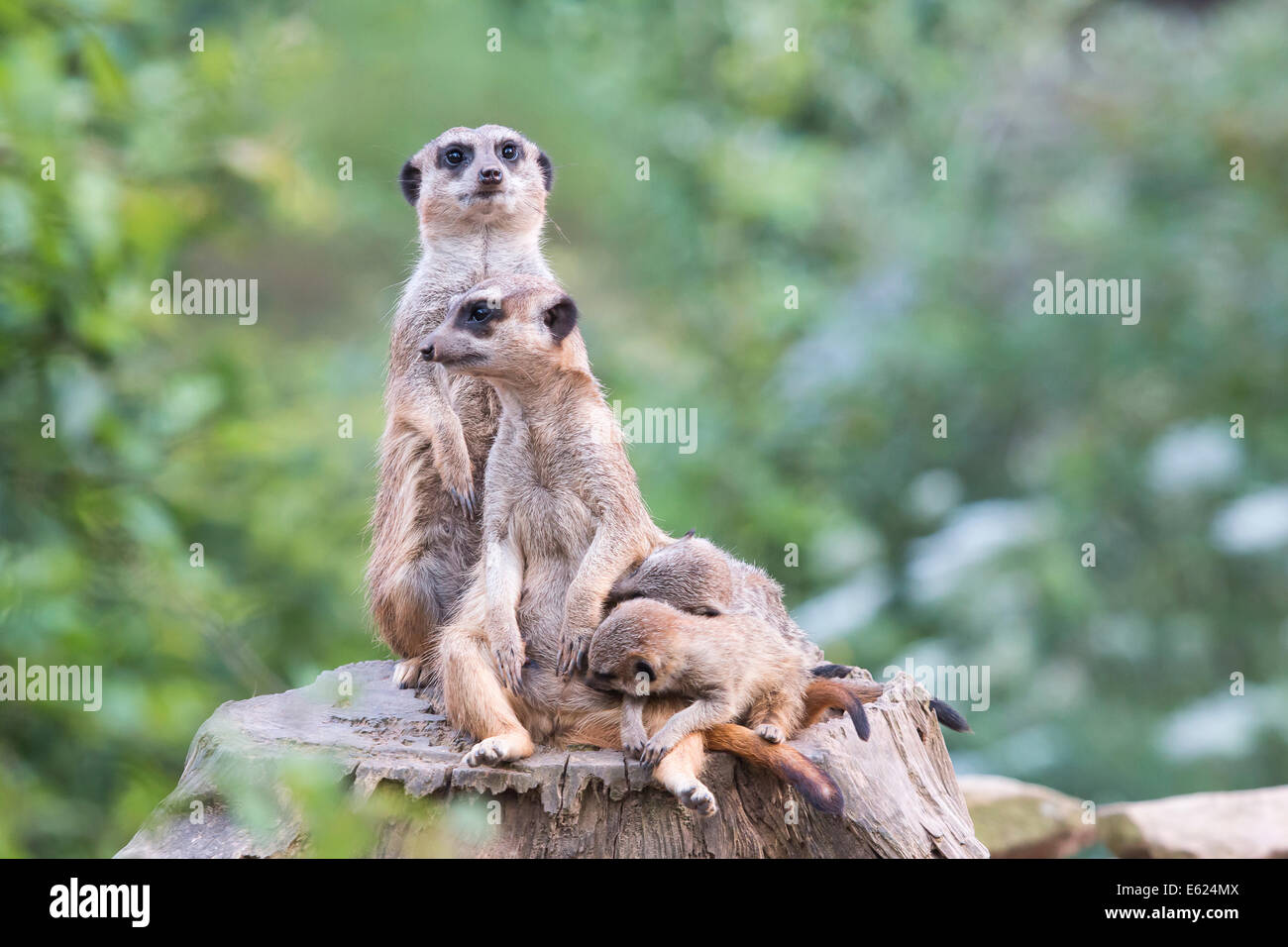 Erdmännchen (Suricata Suricatta), Weibchen, Jungtiere, ein Erdmännchen auf der Hut, unverlierbare Spanferkel Stockfoto