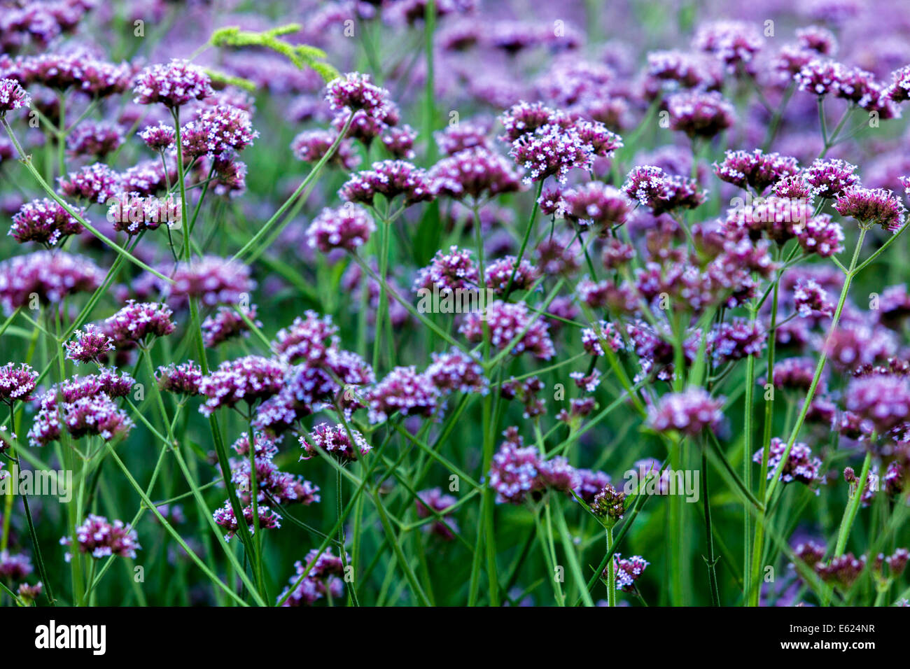 Verbena Garten Blumenbeet Blumen Bett bonariensis Stockfoto