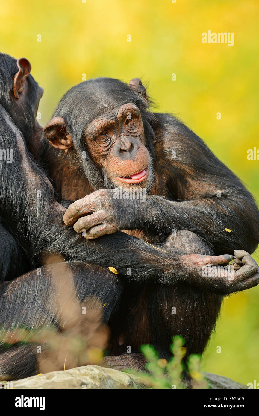 Schimpanse oder Ethik (Pan Troglodytes) Stockfoto