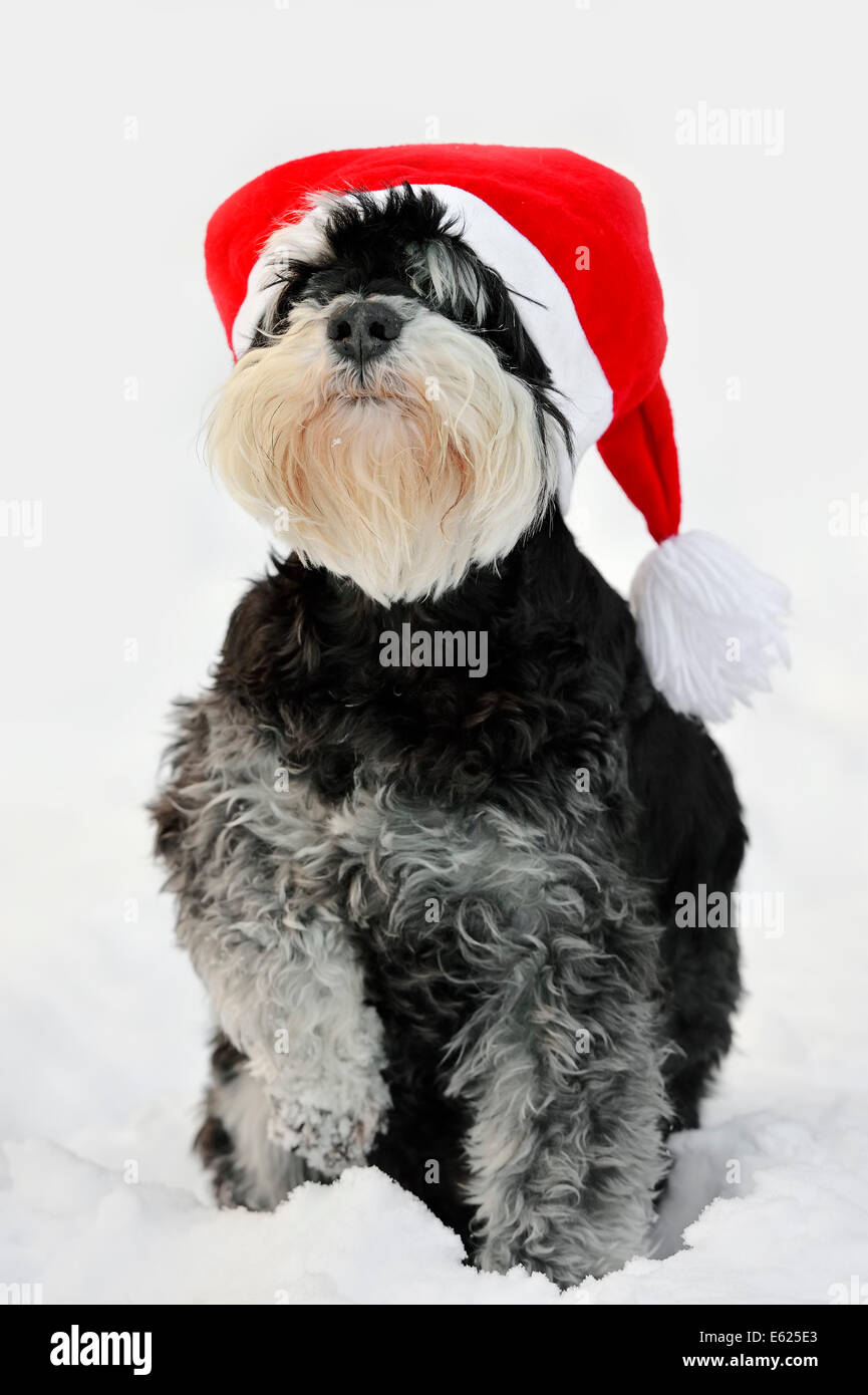 Zwergschnauzer, Schwarz-Silber (Canis Lupus Familiaris), mit Kappe Weihnachten im Schnee, North Rhine-Westphalia, Deutschland Stockfoto