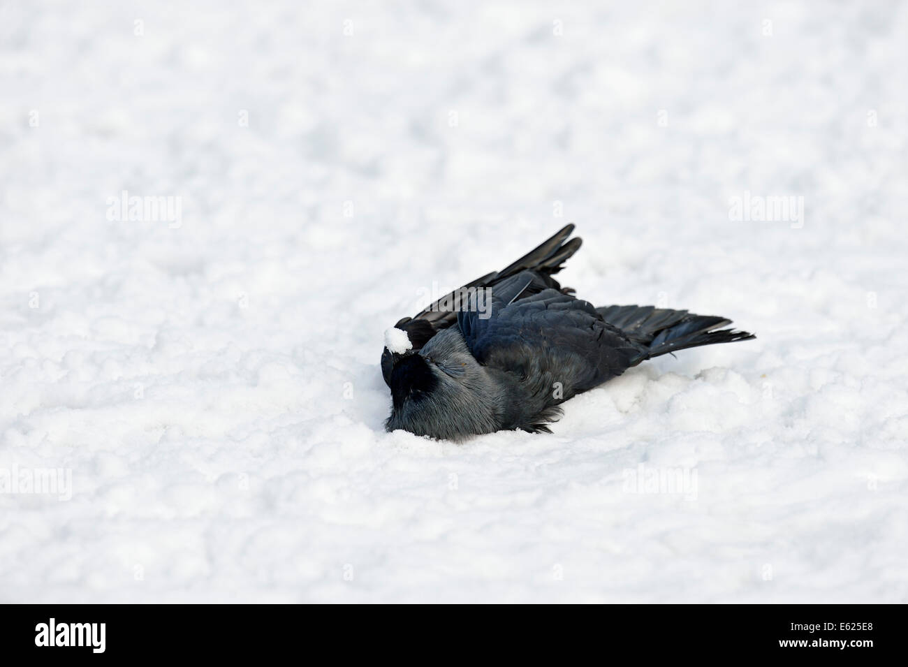 Toten Western Dohle im Schnee (Corvus Monedula, Coloeus Monedula), eurasische Dohle, Europäische Dohle Stockfoto