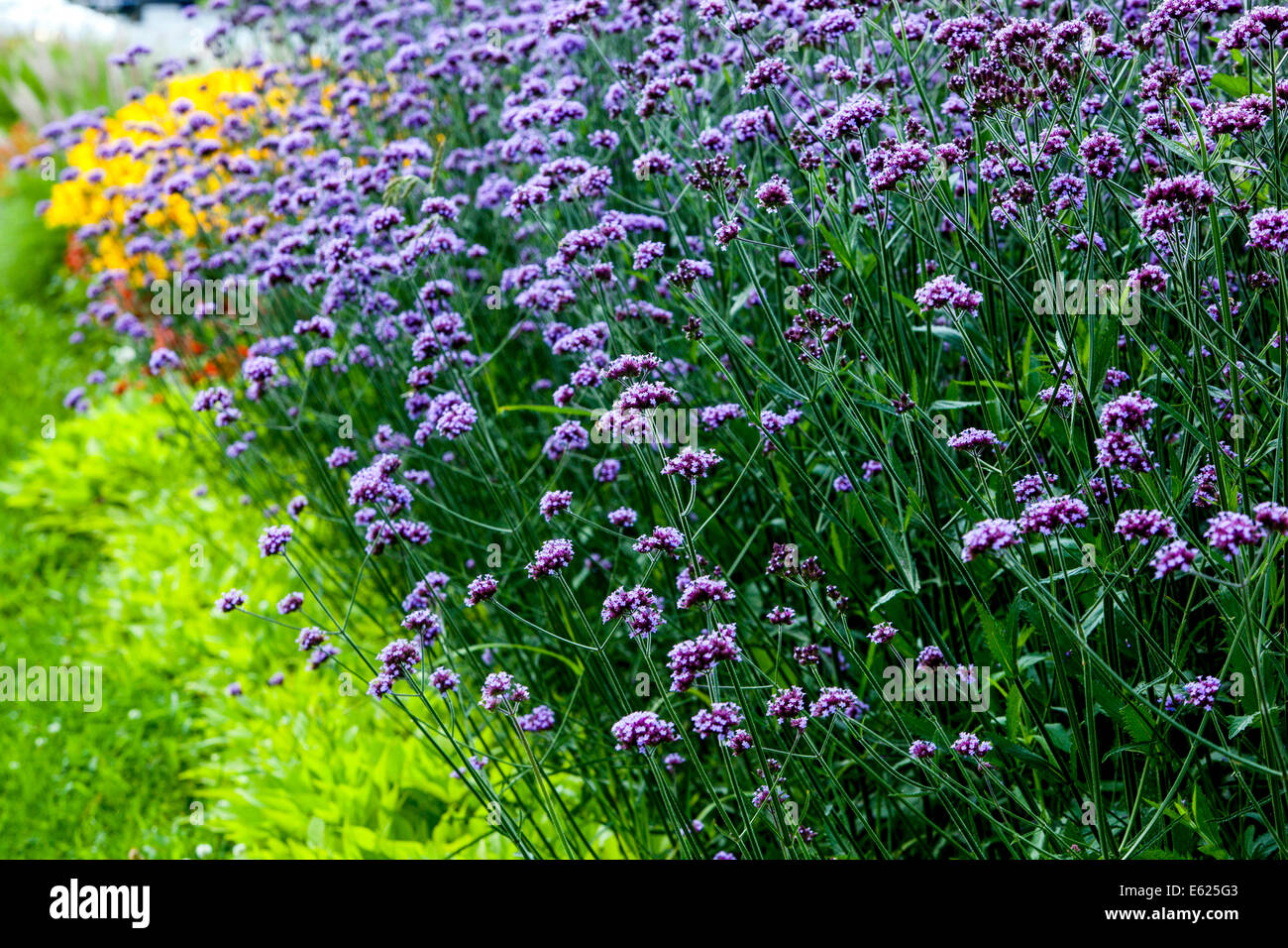 Verbena Garten Grenze blumbeet blühende Blumen im Sommer vervain verbena Stockfoto