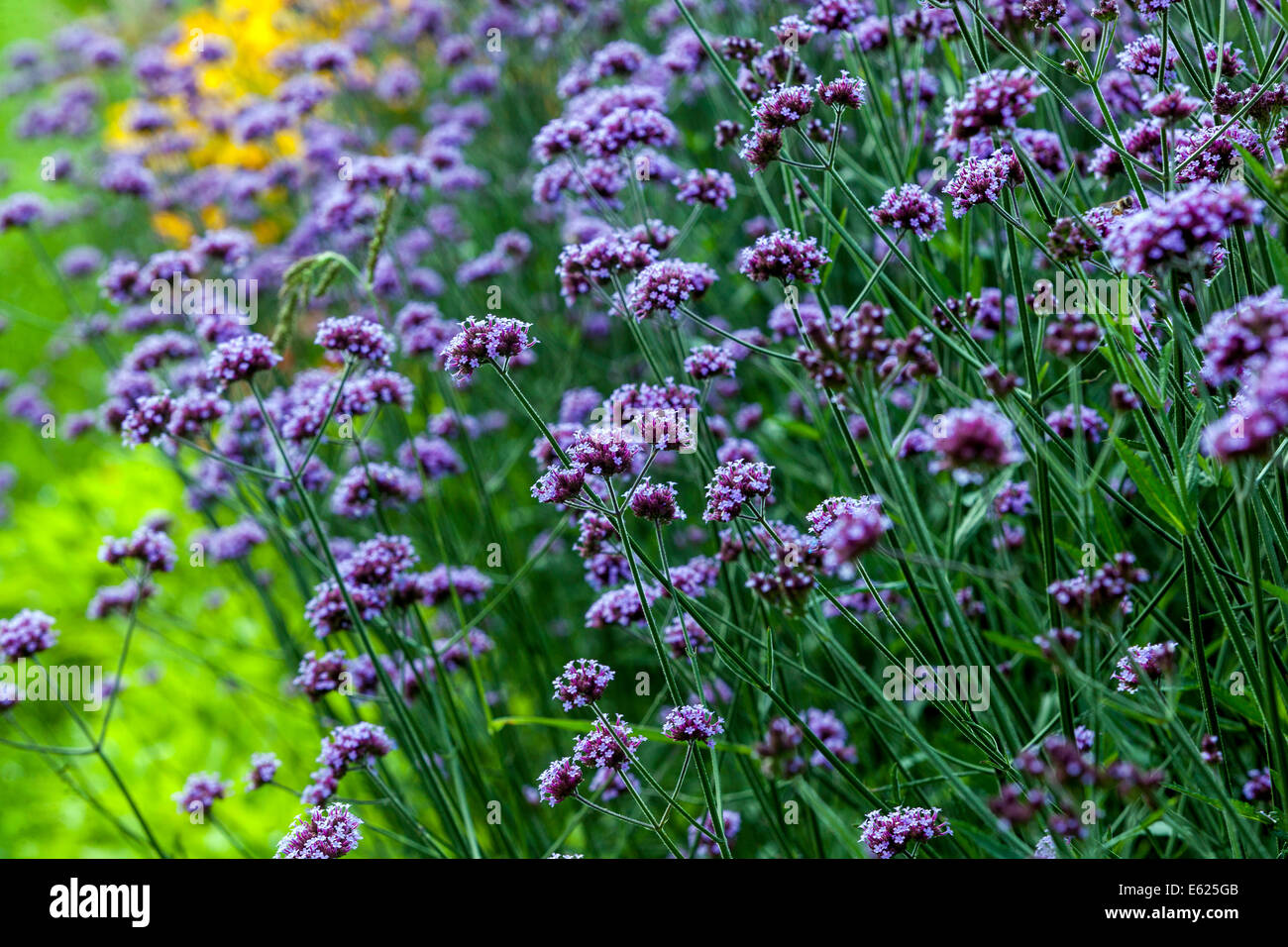 Verbena bonariensis Garten Grenze Bett Stockfoto