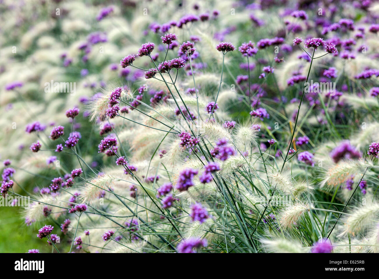 Verbena bonariensis grenzt an wunderschöne Farbkontraste des Blumenbeete, Pennisetum villosum Gräser Stockfoto