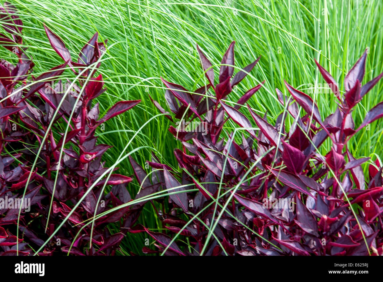 Iresine Bloodleaf, ornamental Gras, kontrastreichen Farben Stockfoto