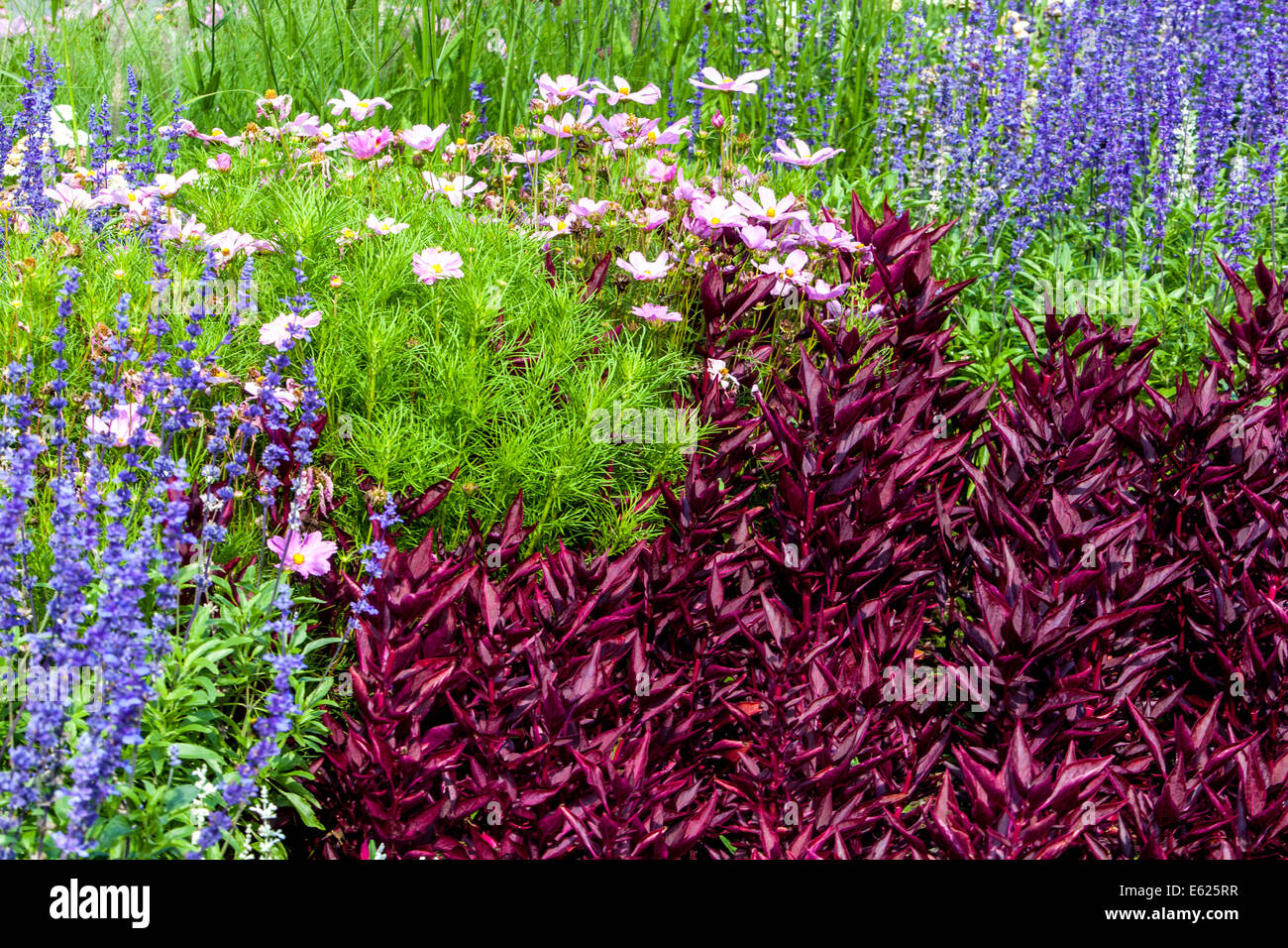 Bunte Blumenbeet der jährlichen Blumen, Red Iresine, blaue Salvia rot blau Kontrast Stockfoto