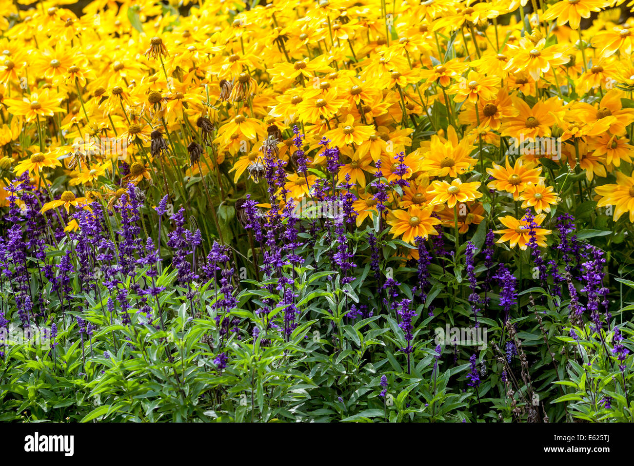 Ein buntes Blumenbett mit jährlichen Blumen, Gartengrenze, Rudbeckia Prairie Sun Salvia Stockfoto