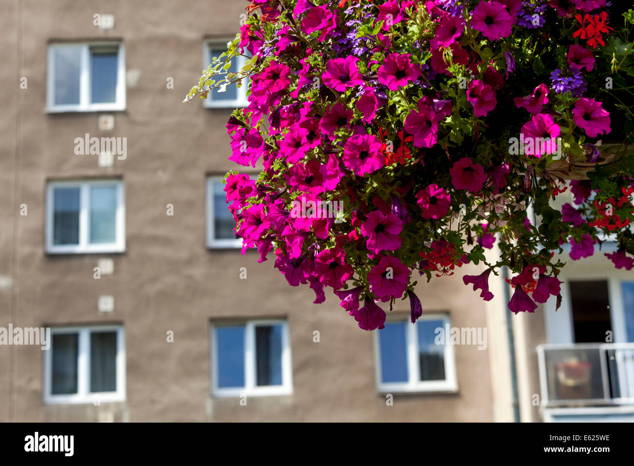 Öffentliche jährliche Pflanzen im Hängetopf, Petunien Hängebalkon Prag Tschechische Republik Wohnungen aus dem Jahr 60s Stockfoto