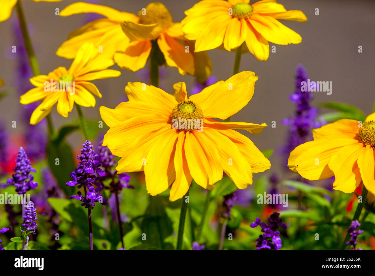 Bunte Blume Bett von jährlichen Blumen, Rudbeckia hirta 'Prairie Sun', Salvia Stockfoto