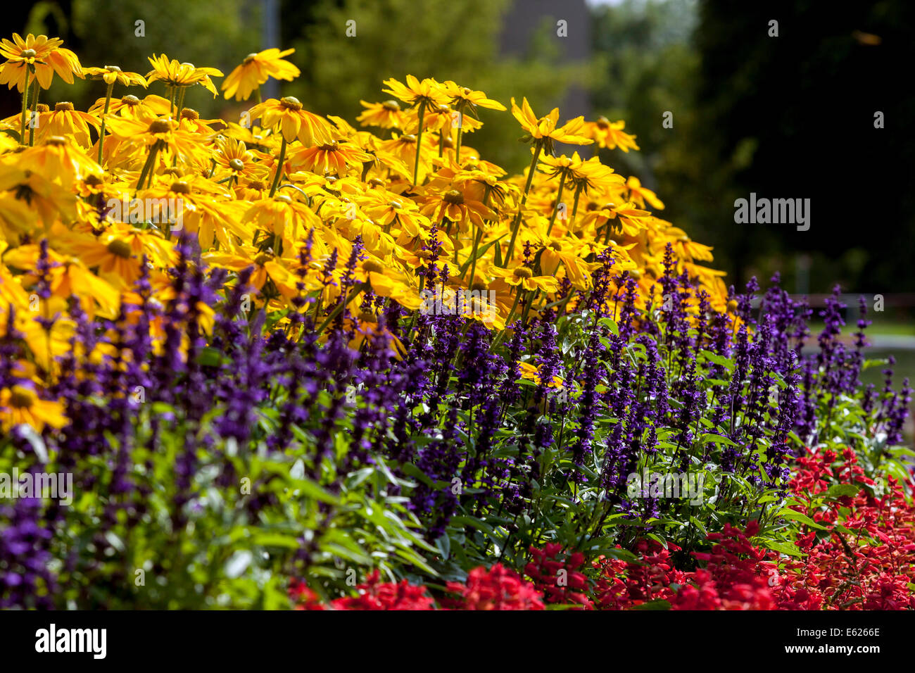 Bunte Blumenbeet der jährlichen Blumen, Garten Grenze, Rudbeckia Prairie Sonne Salvia blau gelb gemischte Blumen Stockfoto