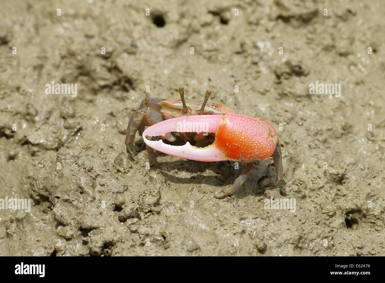 Eine rote Krabbe Stockfoto