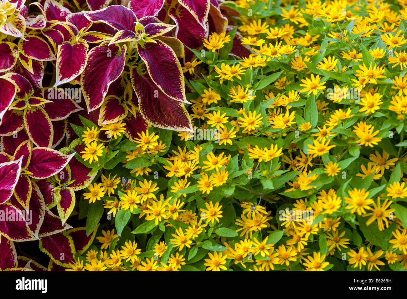 Bunte Blumenbeet der jährlichen Blumen, Coleus 'Wizard Scarlet', Melampodium paludosum Butter Daisy Hardy einjährige gemischte Grenze Stockfoto