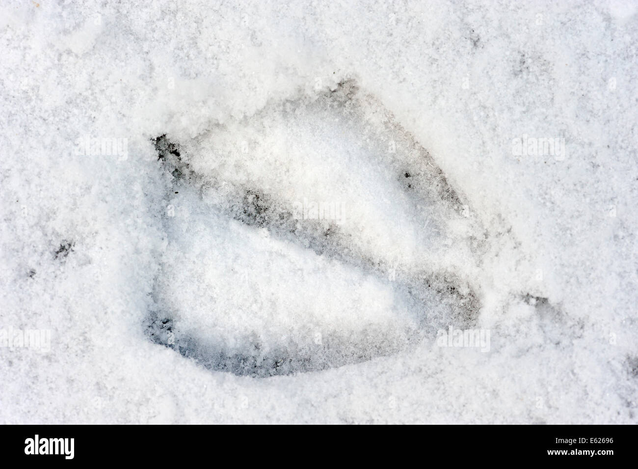 Graugans (Anser Anser), Abdruck im Schnee, North Rhine-Westphalia, Deutschland Stockfoto