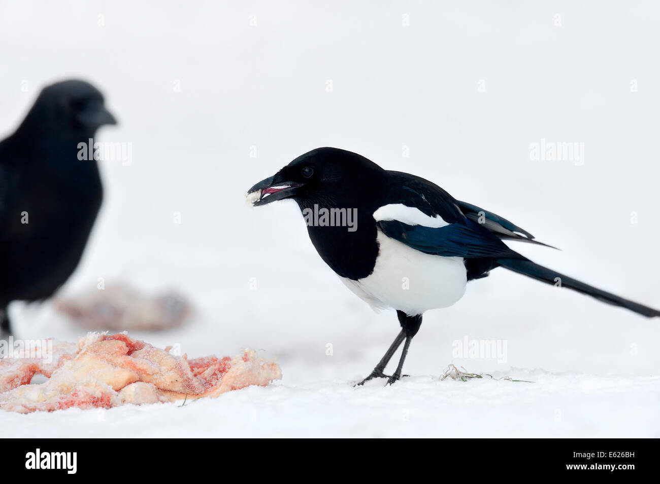 Eurasische Elster, Europäische Elster oder gemeinsame Elster (Pica Pica) auf Kadaver in Winter, North Rhine-Westphalia, Deutschland Stockfoto