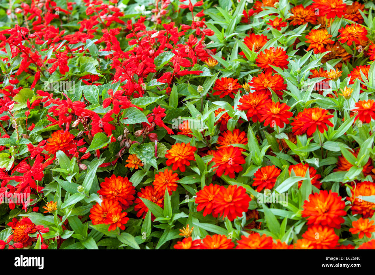 Bunte Blume Bett von jährlichen Blumen, Zinnia Zahara de los Atunes Stockfoto
