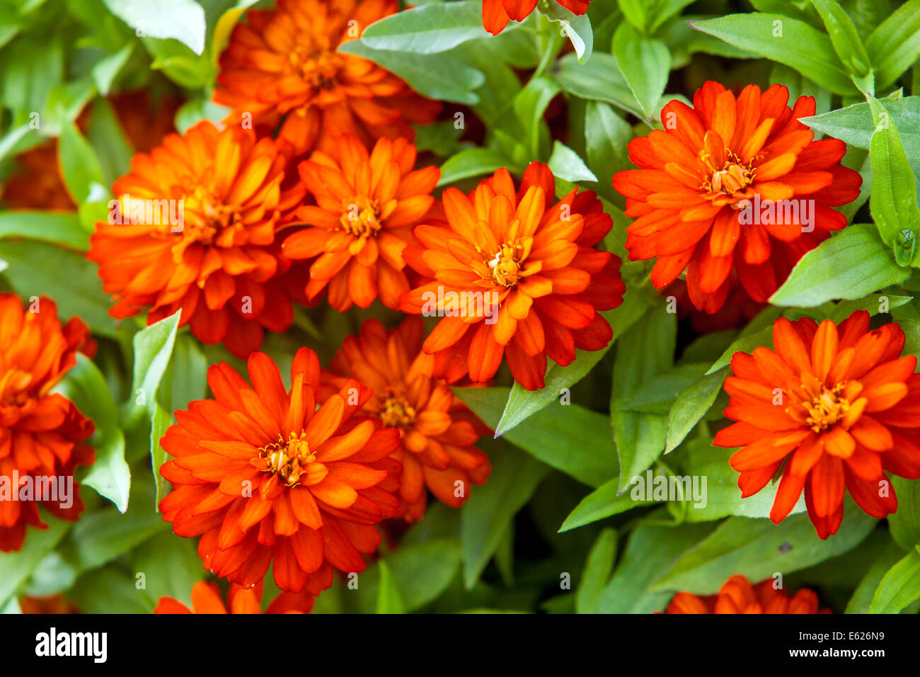 Orange Zinnia Zahara de los Atunes "Starlight Double Fire' Stockfoto