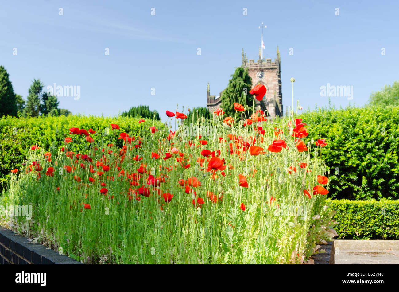 Mohnblumen im Park von St. Michael Platz wächst, ist Penkridge mit dem Turm der St. Michael Kirche im Hintergrund Stockfoto