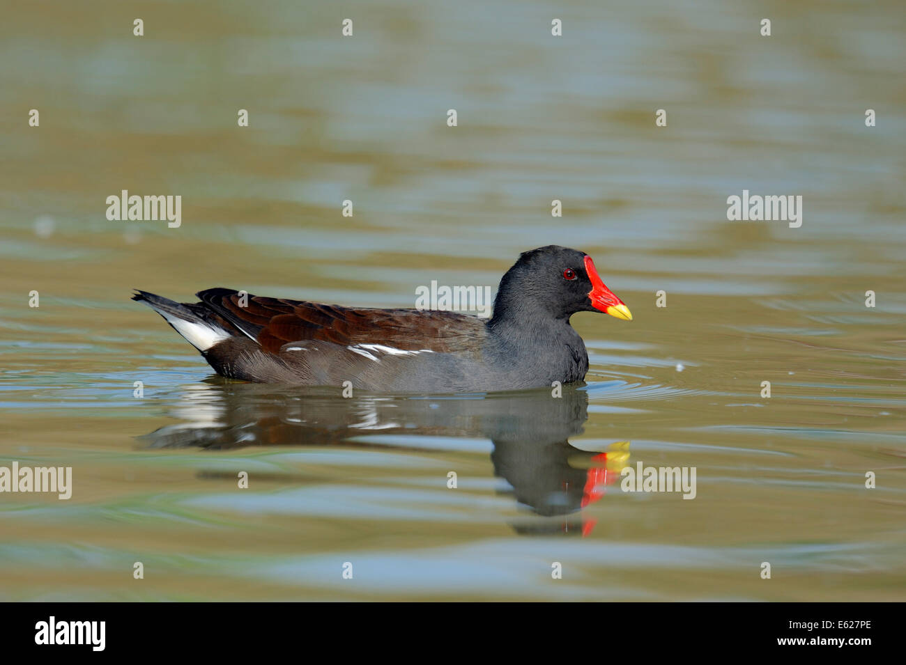 Gemeinsamen Teichhuhn oder Sumpf Huhn (Gallinula Chloropus), North Rhine-Westphalia, Germany Stockfoto