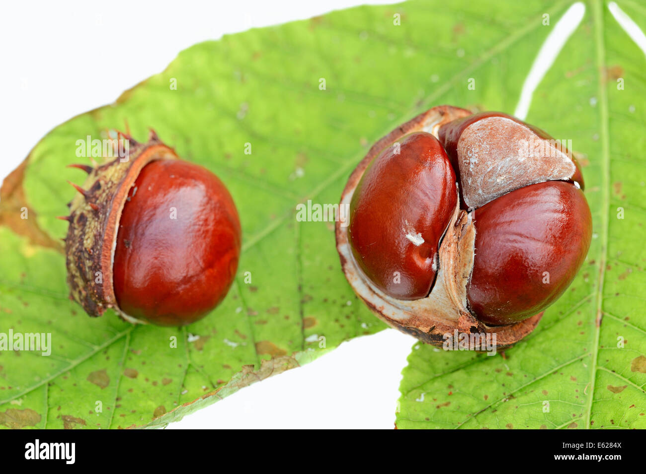 Rosskastanie oder Conker Baum (Aesculus Hippocastanum), Früchte Stockfoto