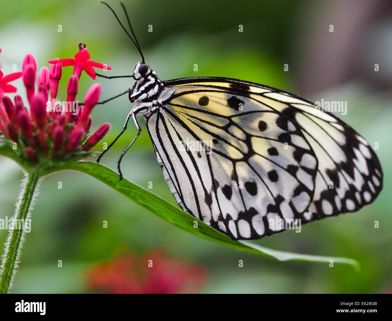wunderschöne Natur Schmetterling schwarz / weiß Stockfoto