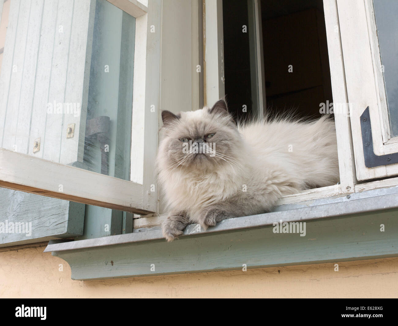 Katze aus Fenster. Viljandi. Estland Stockfoto