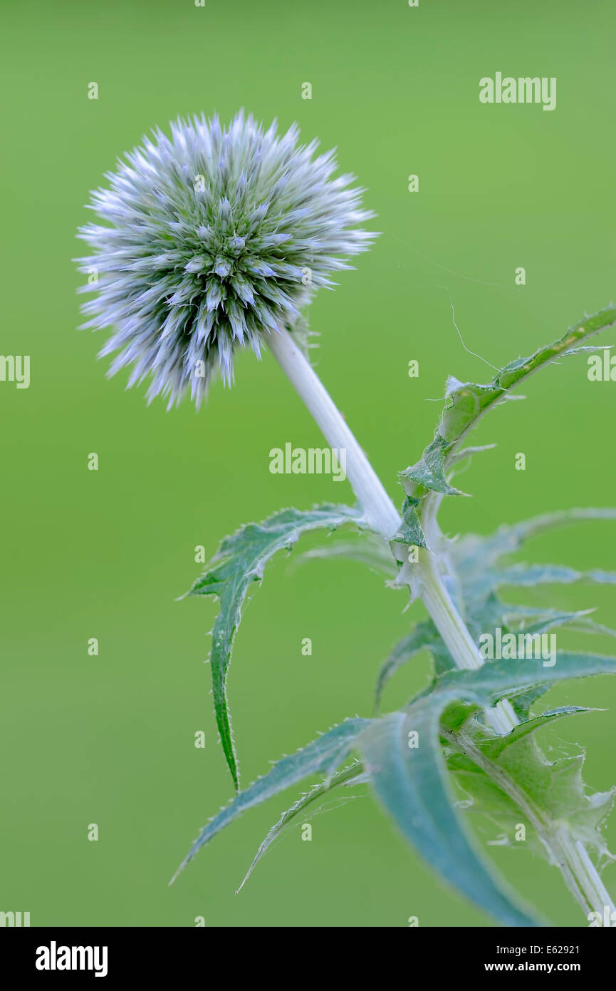 Kleine Kugel Distel oder südlichen Globe Thistle (Echinops Ritro) Stockfoto