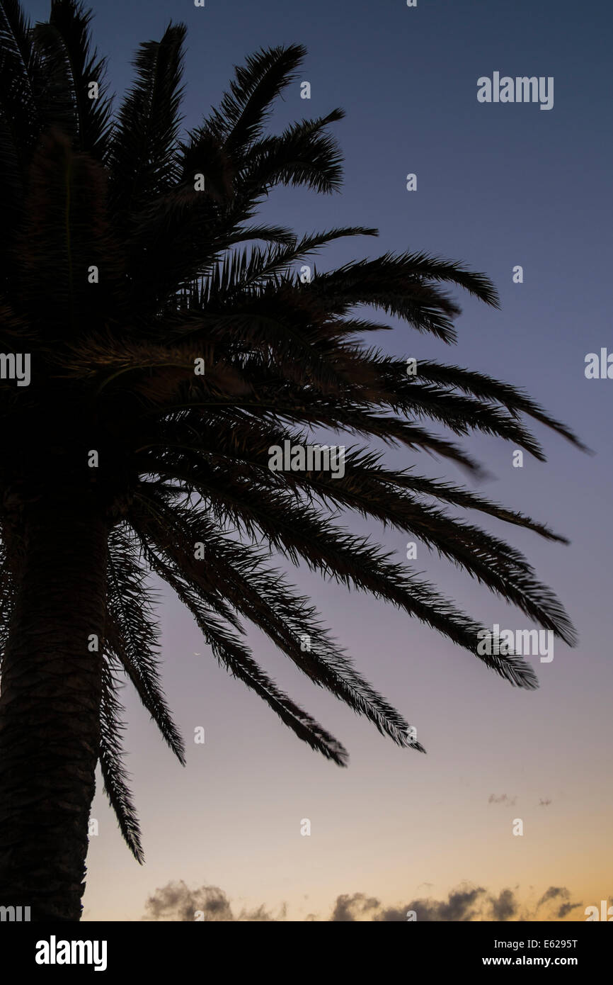 Palme, die Silhouette gegen Sonnenuntergang Himmel Stockfoto