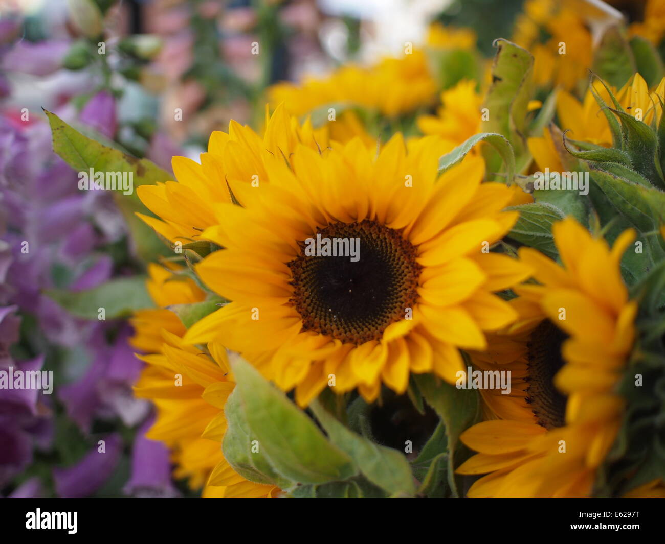 Sonnenblumen für Verkauf Stockfoto